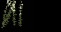Daisy plant grows fast with alpha HD Footage
