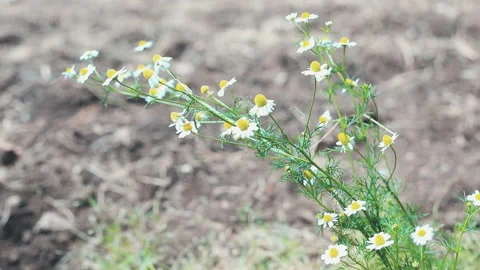 Daisy plant moving in the wind Video stock 154450325