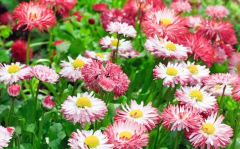 Daisy plant Foto stock