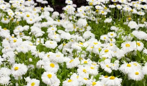 Daisy plant Stock Photos