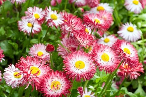 Daisy plant Stock Photos