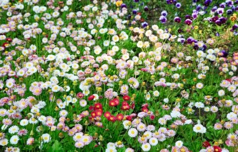 Daisy plant Stock Photos