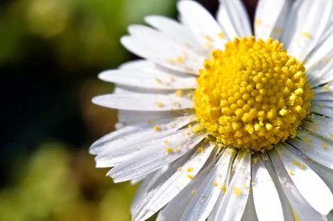 Daisy with pollen Stock Photos