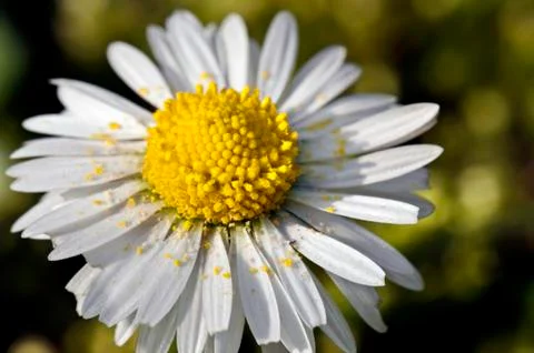 Daisy with pollen Stock Photos