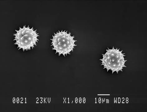 Daisy pollen under electron microscope Stock Photos