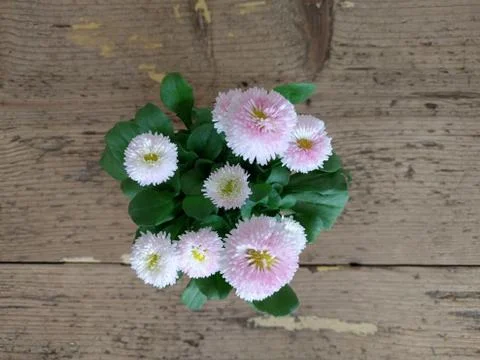 Daisy pomponette bunch Foto stock