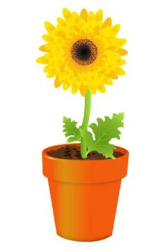 Daisy in pot Stock Illustration