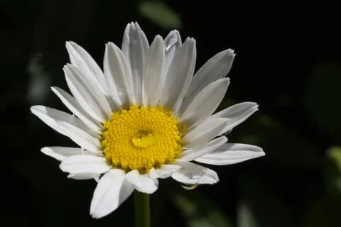 Daisy rain drop Stock Photos