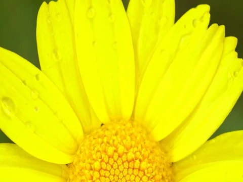 Daisy with rain drops Stock Footage 77612442