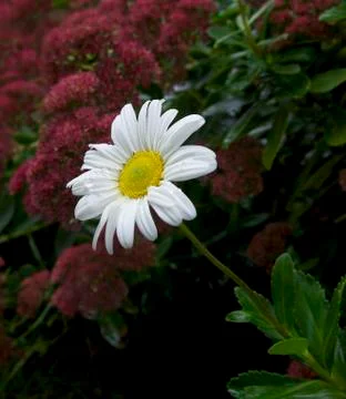 Daisy Rain Drops Stock Photos