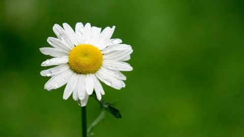 Daisy with rain drops Stockfoto's