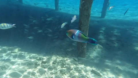 Daisy Rainbow Parrotfish Goes Under the Pier Video stock 274105516