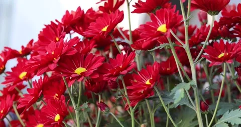 Daisy, red and yellow in close up Stock Footage 169437397