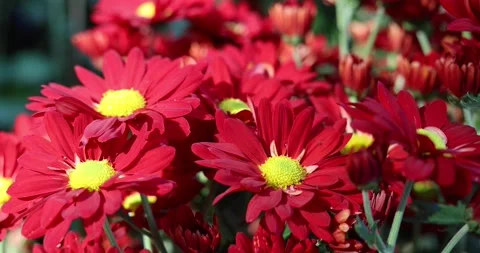 Daisy, red and yellow in close up Stock Footage 169437410