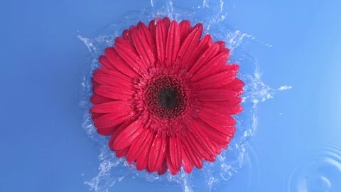 Daisy Red Gerbera Flower is Falling into Blue Pure Water Splashing 스톡 동영상 122128425