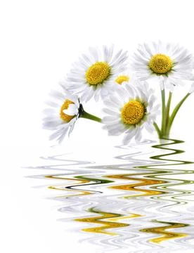 Daisy reflected in water Fotos de archivo