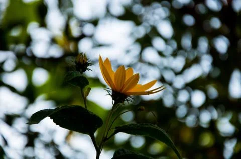 Daisy reflecting in the water Stock Photos