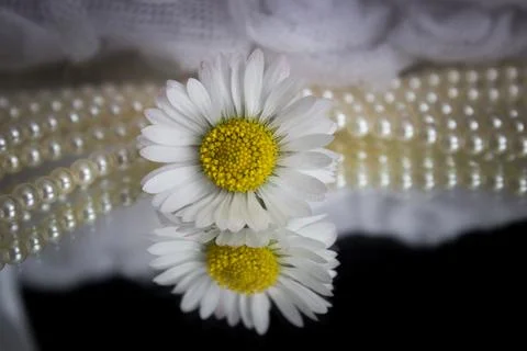 Daisy Reflection and Pearls Stock Photos