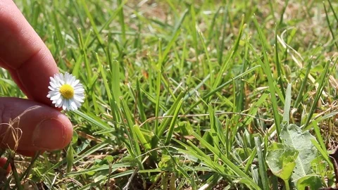Daisy rotates between fingers Stock-Footage 76097863
