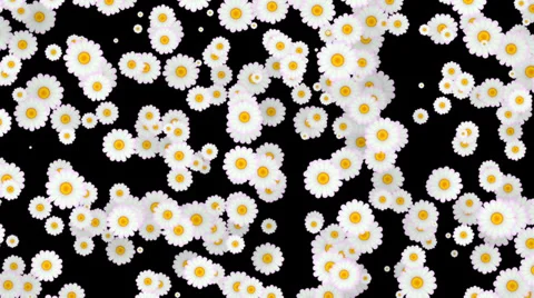Daisy Screen Fill Stock Footage 32875777
