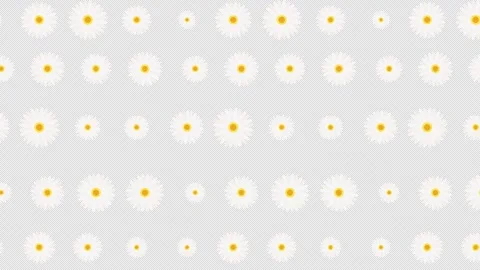 Daisy Seamless Pattern background. Stock Footage 244850674