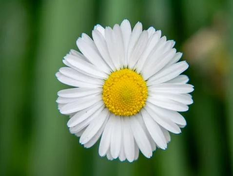 Daisy single flower macro close-up spring yellow center Stock Photos