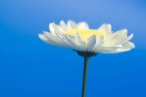 Daisy in the sky Stock Photos