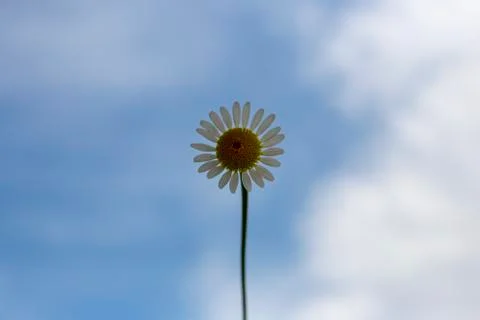 A daisy in the sky 库存照片
