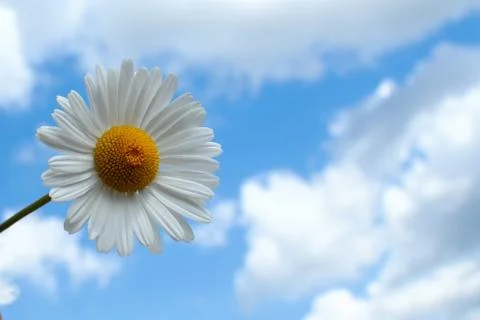Daisy in the sky Stock Photos