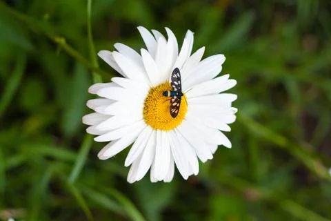 Daisy with a small insect Stock Photos