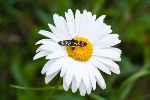 Daisy with a small insect Stock Photos