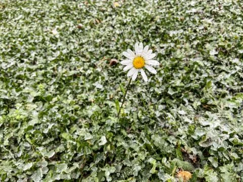 A daisy in the snow Stock Photos