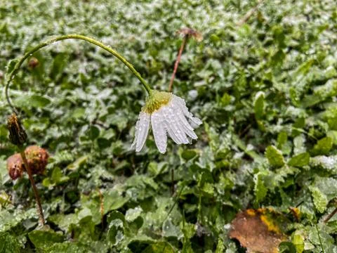 A daisy in the snow Stock Photos