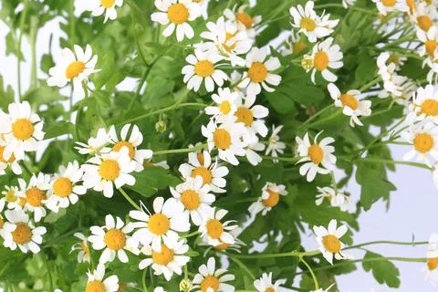 Daisy with soft focus on white background Stock Photos