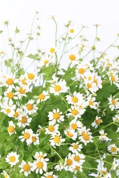 Daisy with soft focus on white background Stock Photos