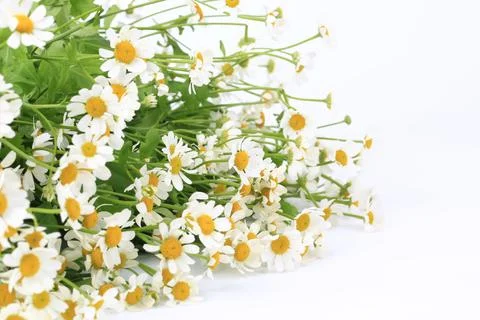 Daisy with soft focus on white background Stock Photos