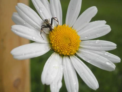 Daisy with spider 写真素材