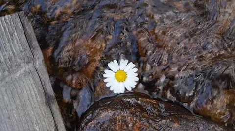 Daisy spinning on the river surface Stock Footage 52726358
