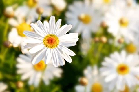 Daisy spring flowers Stock Photos
