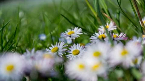 Daisy spring meadow flower Stock Photos