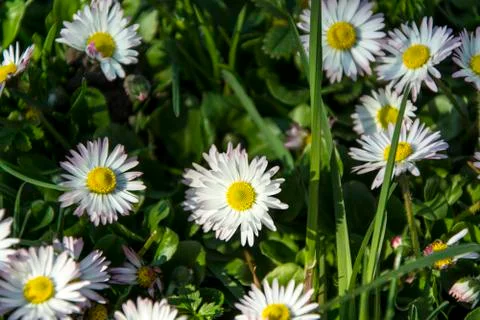 Daisy spring meadow flower Stock Photos
