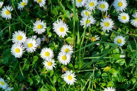 Daisy spring meadow flower Stock Photos