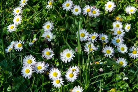 Daisy spring meadow flower Stock Photos