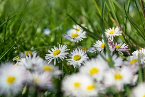 Daisy spring meadow flower Foto stock