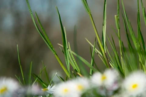 Daisy spring meadow flower Stock Photos
