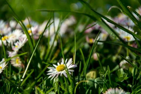 Daisy spring meadow flower Stock Photos