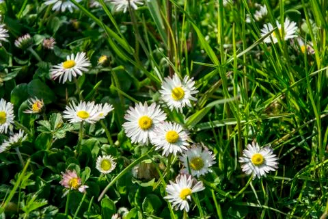 Daisy spring meadow flower Stock Photos