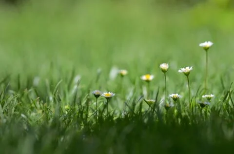 Daisy in spring on meadow Free Stock Photos