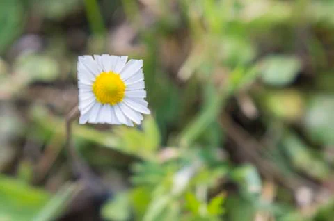 Daisy with square petals Stock Photos