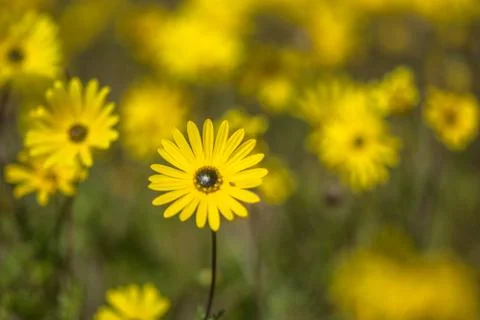 Daisy standing out Stock Photos